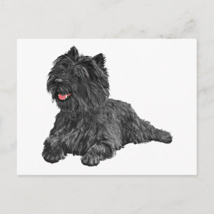 Postal Negro Cairn Terrier