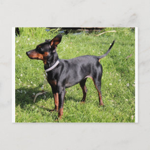 Postal negro de pin mín y roya lleno