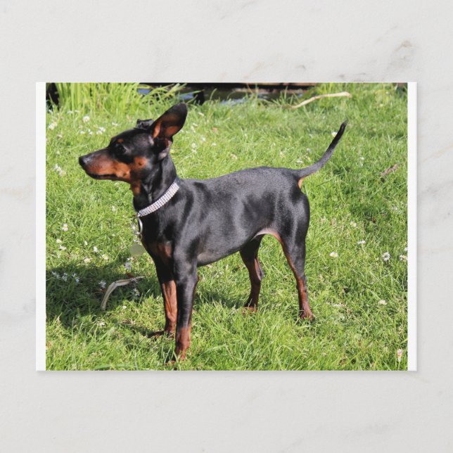 Postal negro de pin mín y roya lleno (Anverso)