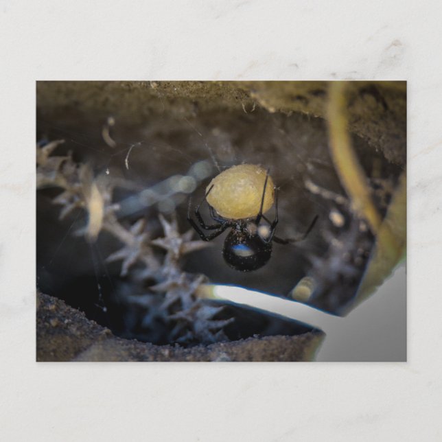 Postal negro mamario (Anverso)