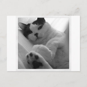 Postal Negro y blanco de gato