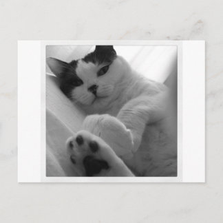 Postal Negro y blanco de gato