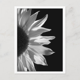 Postal Negro y blanco del girasol