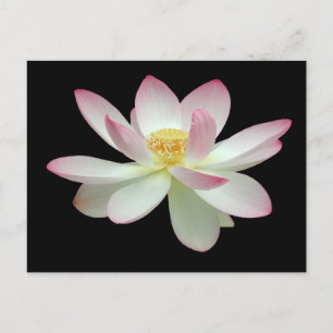 Postal Nelumbo nucifera