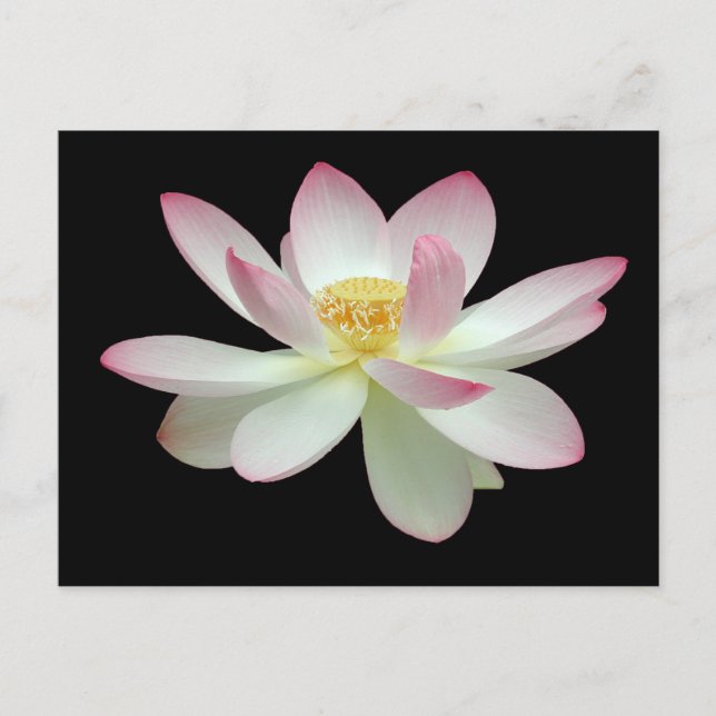 Postal Nelumbo nucifera (Anverso)