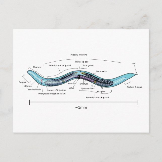 Postal Nematodo hermafrodita Caenorhabditis elegans  (Anverso)