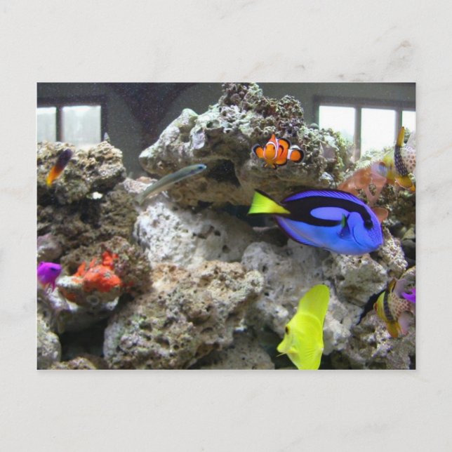 Postal Nemo con su banda (Anverso)