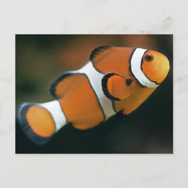 Postal Nemo Postcard (Anverso)