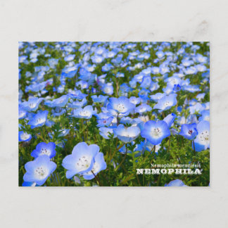 Postal NEMOPHILA(Baby Blue Eyes)