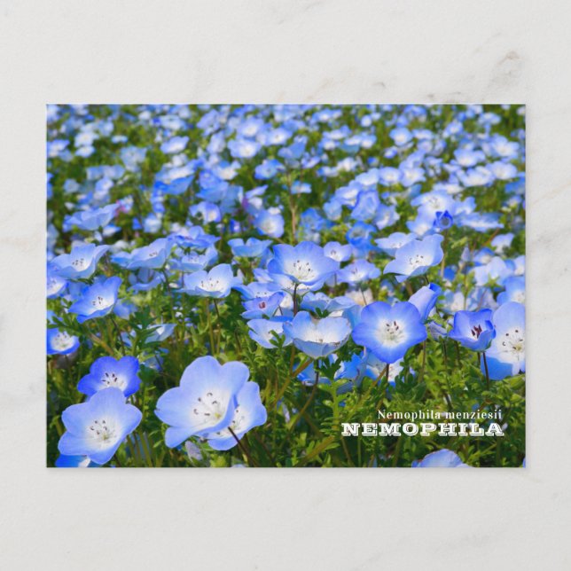 Postal NEMOPHILA（Baby Blue Eyes） (Anverso)