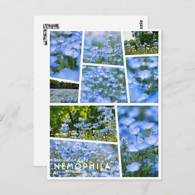 Postal NEMOPHILA（Baby Blue Eyes） (Anverso / Reverso)