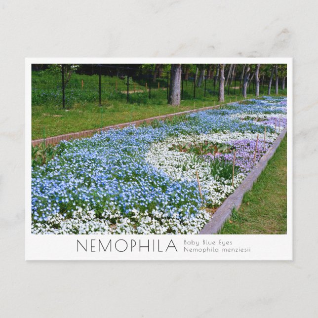 Postal Nemophila Flower Bed (Anverso)