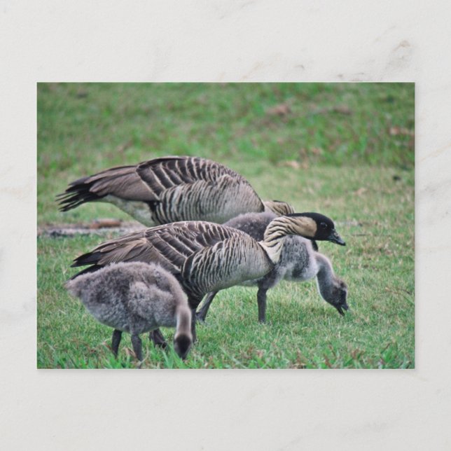 Postal Nene (Anverso)