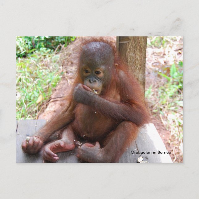 Postal Nene de Orangutan Orphan come cacahuetes (Anverso)