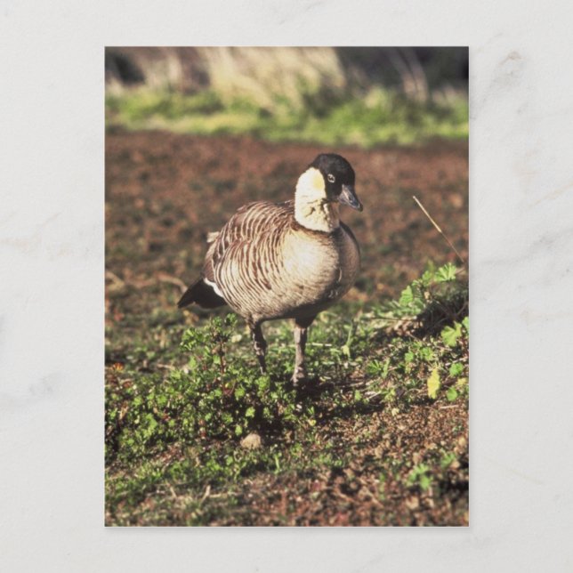 Postal Nene Goose (ganso hawaiano) (Anverso)