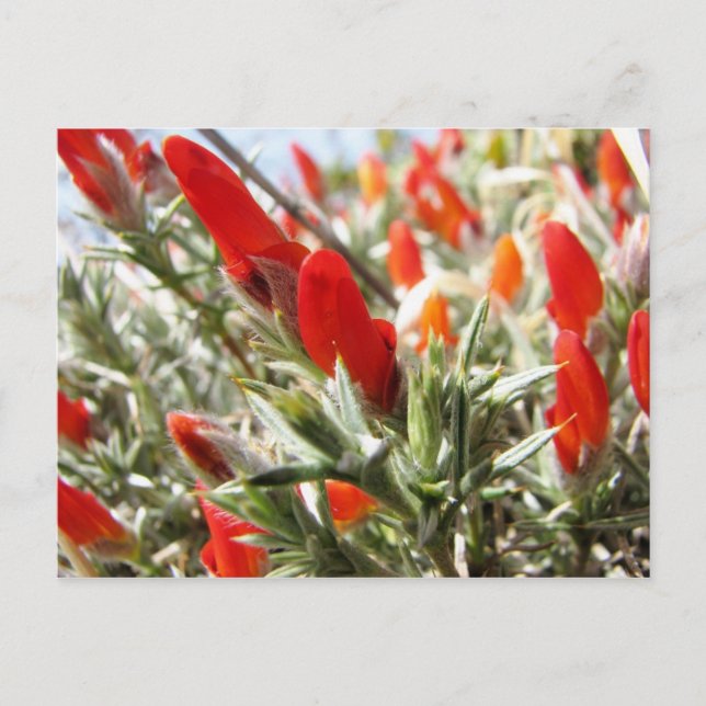 Postal Neneo, Torres del Paine, Chile (Anverso)