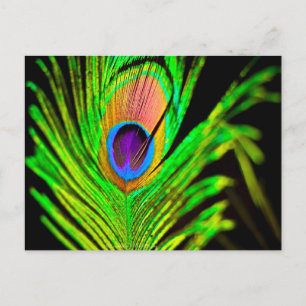 Postal Neon Colors Peacock Feather