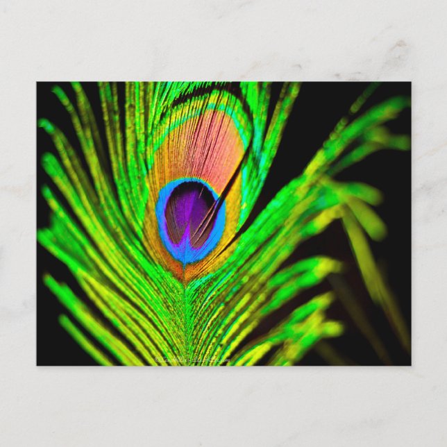 Postal Neon Colors Peacock Feather (Anverso)