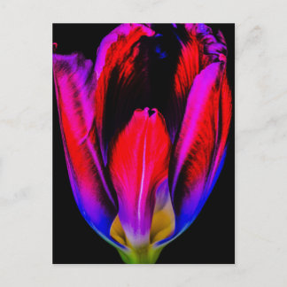 Postal Neon Glow Tulip