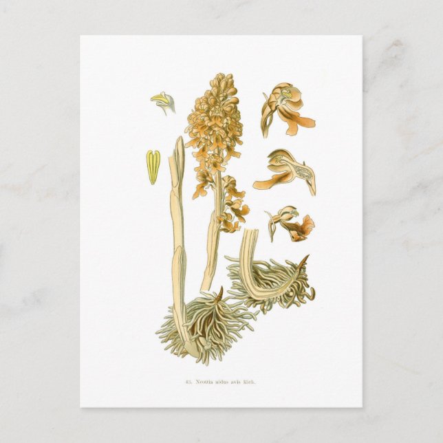 Postal Neottia nidus avis (Anverso)