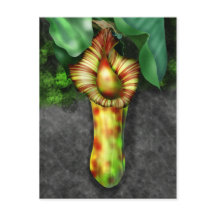 Nepenthes, Ilustracion de planta de cocina