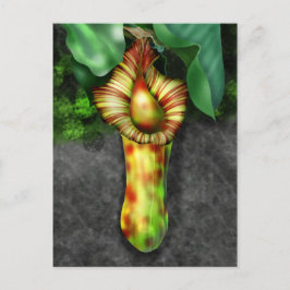 Postal Nepenthes, Ilustracion de planta de cocina