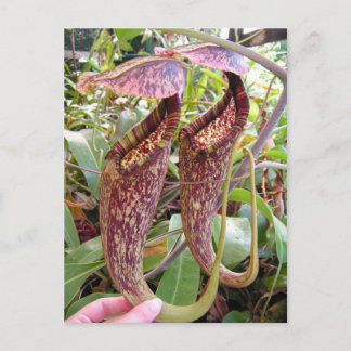 Postal Nepenthes rafflesiana Photo Post Card