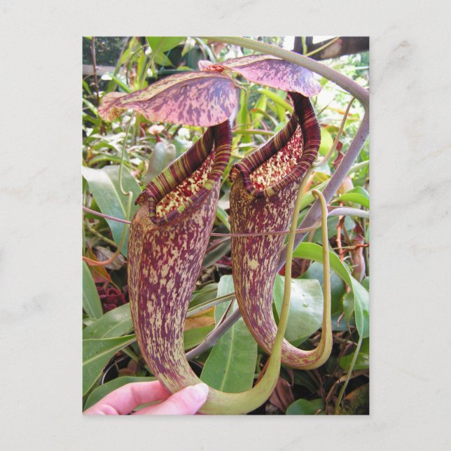 Postal Nepenthes rafflesiana Photo Post Card (Anverso)