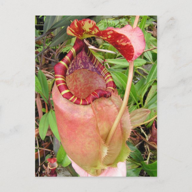 Postal Nepenthes sumatrana Photo Post Card (Anverso)