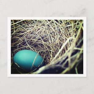 Postal Nest de Robin  