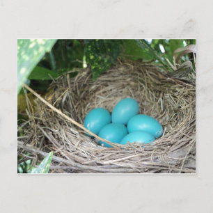 Postal Nest Of Robin Eggs