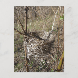 postal Nest vacío
