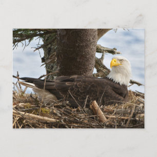 Postal Nesting Bald Eagle