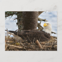 Postal Nesting Bald Eagle