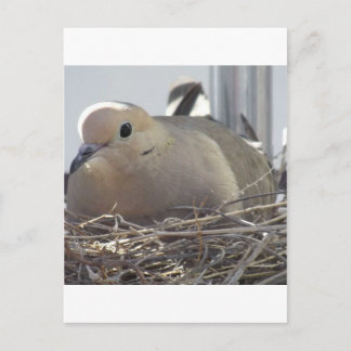 Postal Nesting Mourning Dove