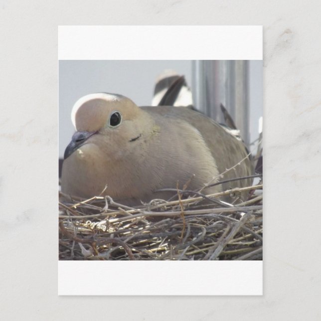 Postal Nesting Mourning Dove (Anverso)