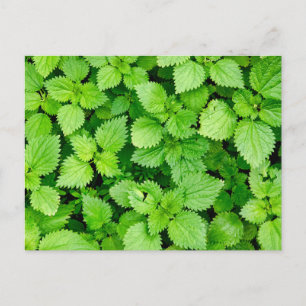 Postal Netera común