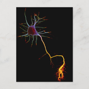 Postal Neurociencia, neurona, ciencia