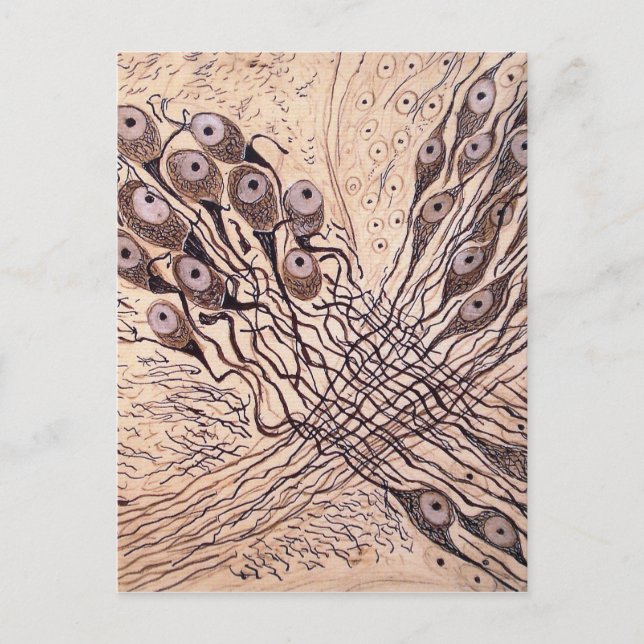 Postal Neuronas de cajal 1 (Anverso)
