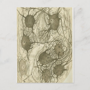 Postal Neuronas de cajal 6