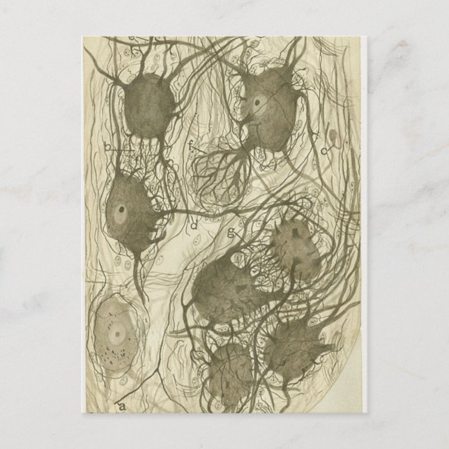 Postal Neuronas de cajal 6 (Anverso)