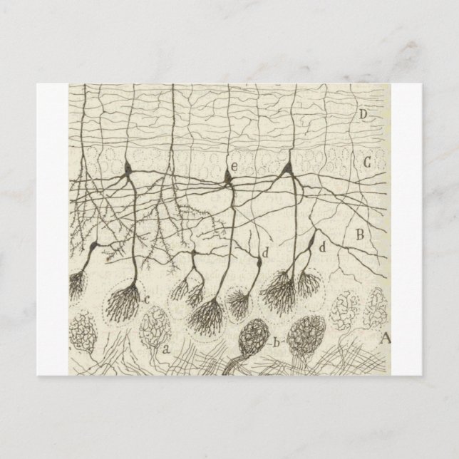 Postal Neuronas de cajal 8 (Anverso)