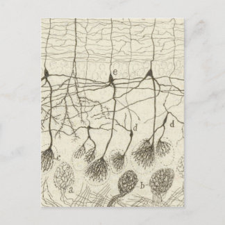 Postal Neuronas de cajal 8