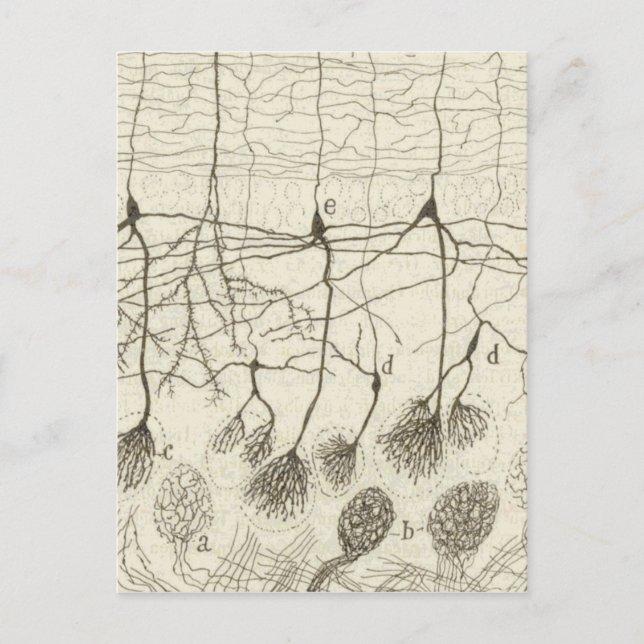 Postal Neuronas de cajal 8 (Anverso)
