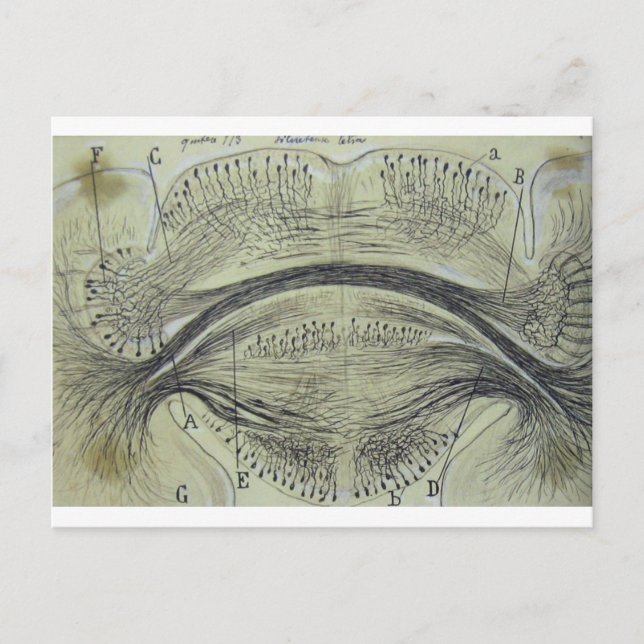 Postal Neuronas medulares de Cajal - 5 (Anverso)
