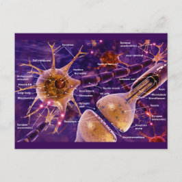 Postal Neuronas motoras