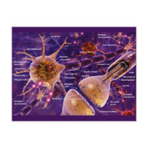 Neuronas motoras