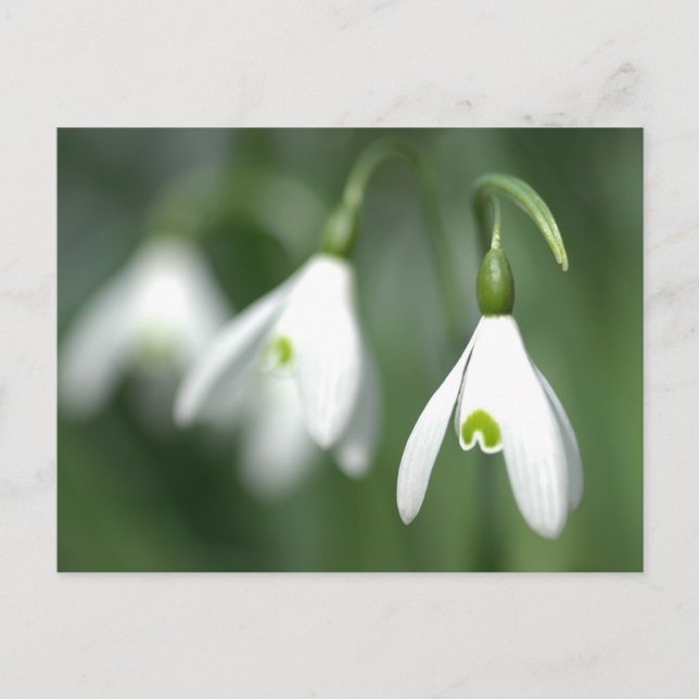 Postal nevada, de la colección de regalos de flores (Anverso)