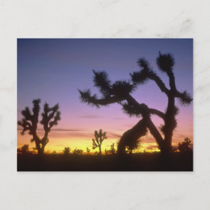 Postal NEVADA. EE. UU. Árboles de Josué Yucca brevifolia)