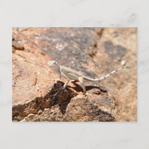 Postal Nevada Lizard Mirándote!